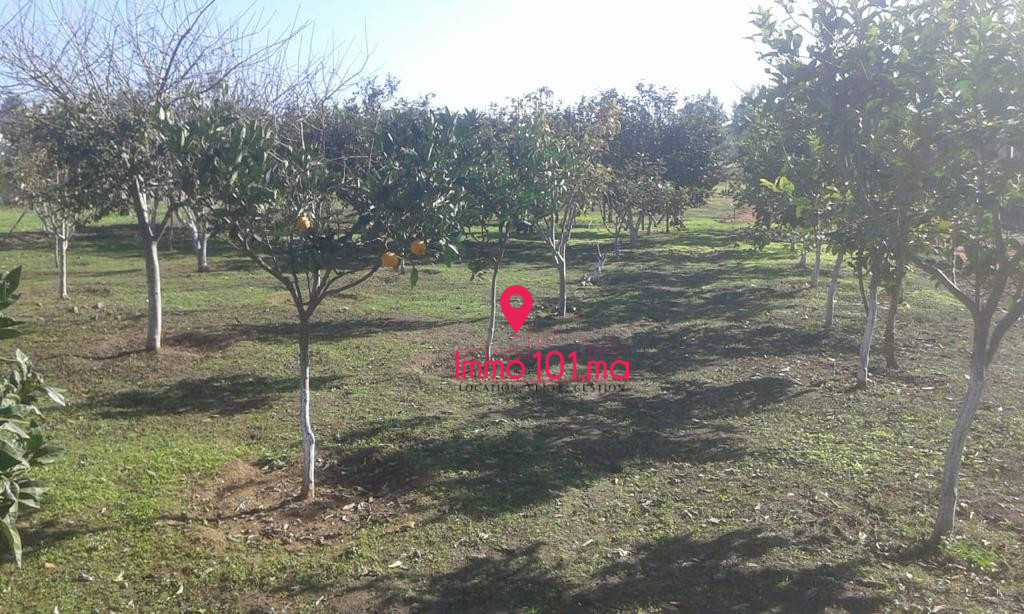 Ferme / terrain agricole à vendre à Skhirat ZLV1384